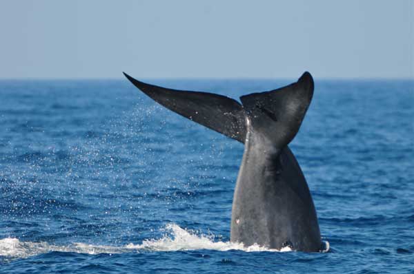 Blue whales in Sri Lanka