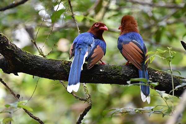 Birding at Sinharaja Rain Forest