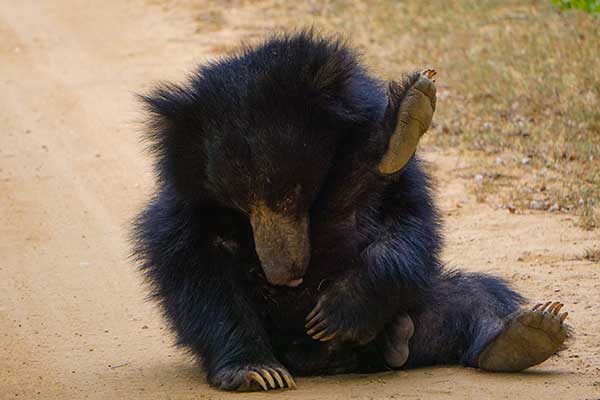 Sloth bear at wilpattu national park Sri Lanka