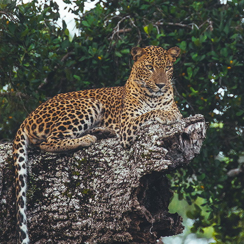 Leopard at the Yala National Park