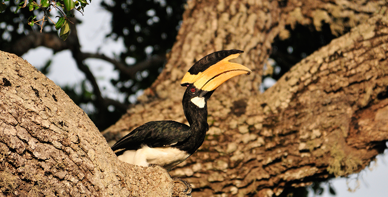 Birder Package, Sri Lanka