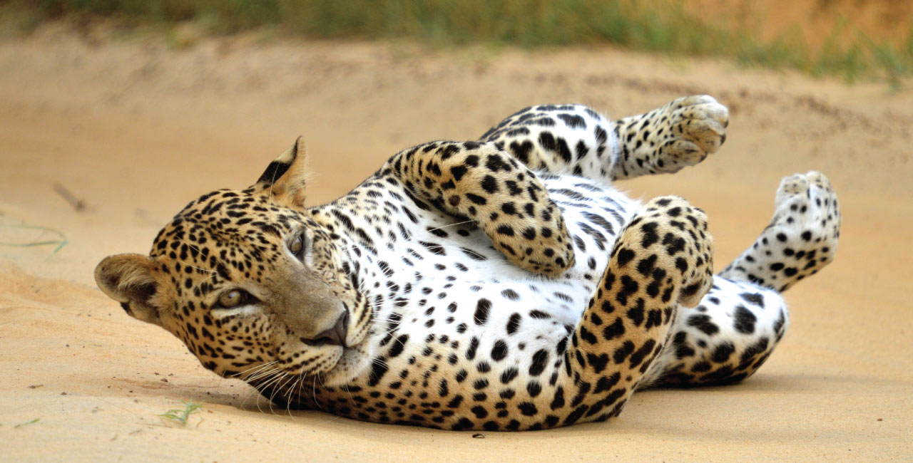 Mahoora leopard safaris Sri Lanka, Best leopard safaris at Yala National Park